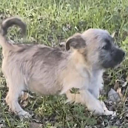 Enlarge Kate, a ADOPTABLE mixed breed in Windsor, ON image 2/6