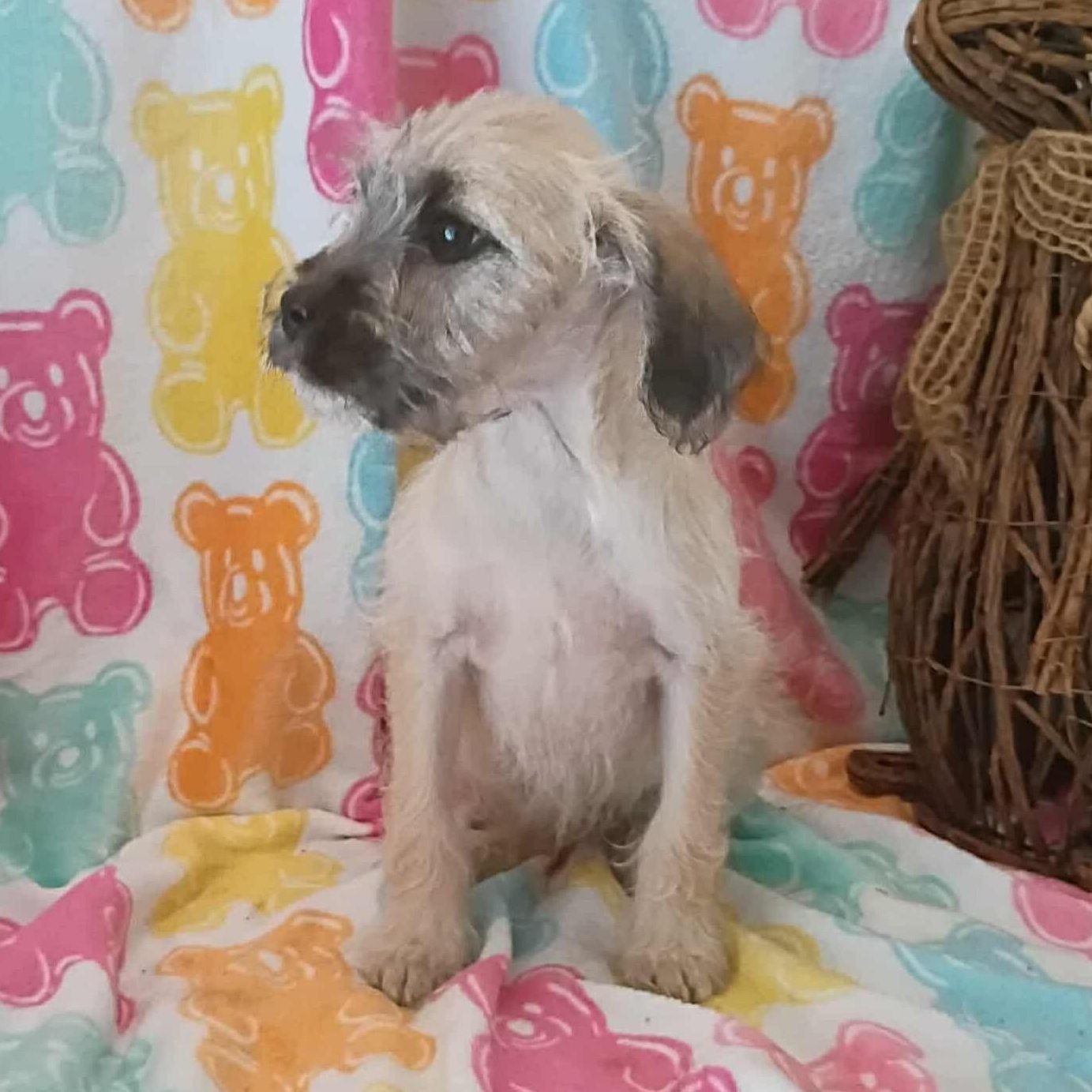 Enlarge Kate, a ADOPTABLE mixed breed in Windsor, ON image 3/6