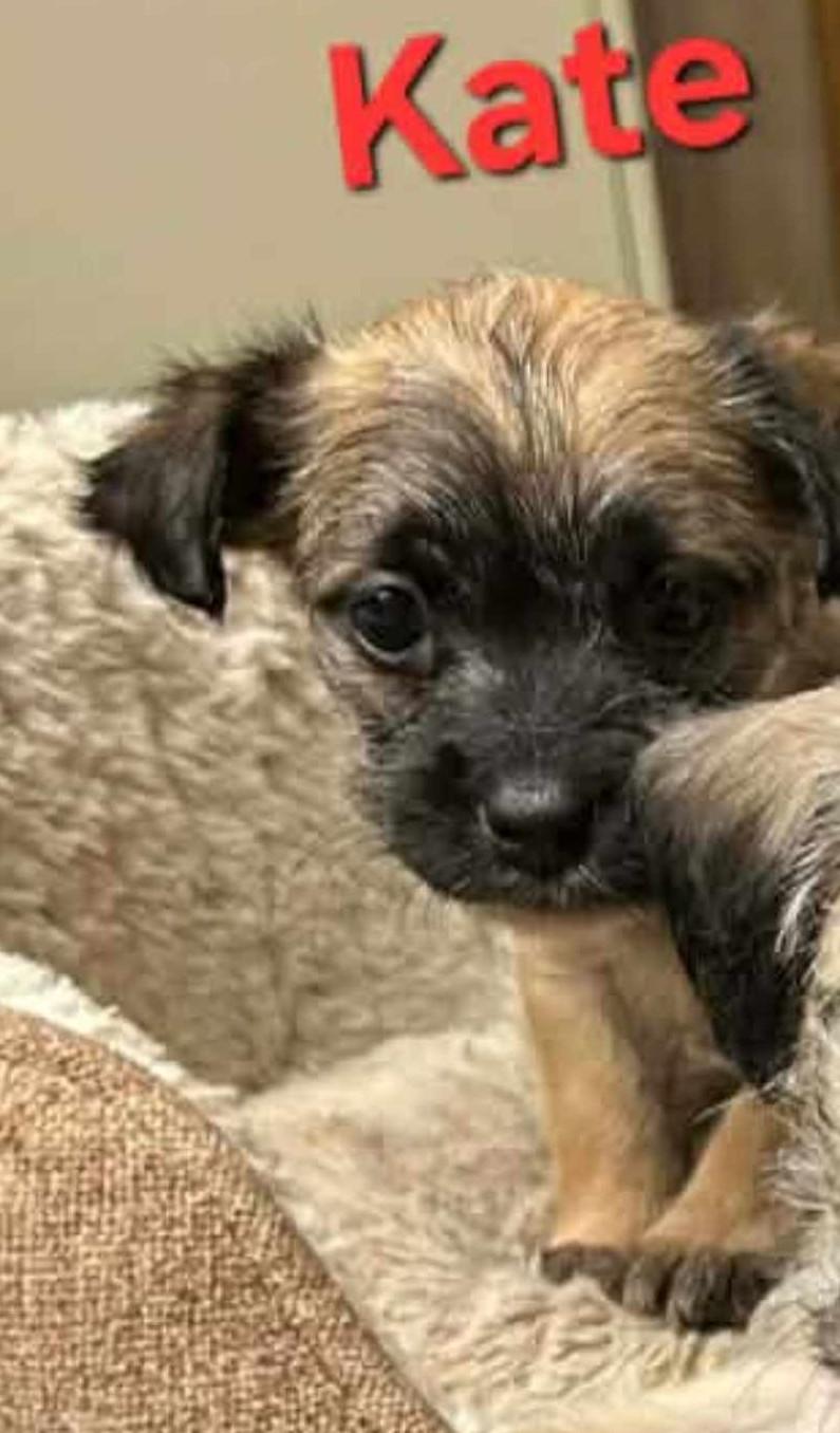 Enlarge Kate, a ADOPTABLE mixed breed in Windsor, ON image 2/2