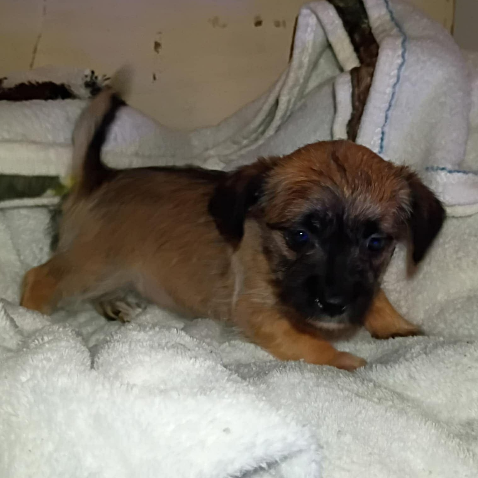 Kate, ADOPTABLE, Puppy Female Terrier.