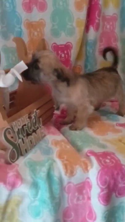 Enlarge Kate, a ADOPTABLE mixed breed in Windsor, ON video 2/6