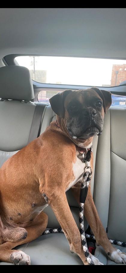 Enlarge Duke, a Adoptable mixed breed in Fort Worth, TX image 1/4