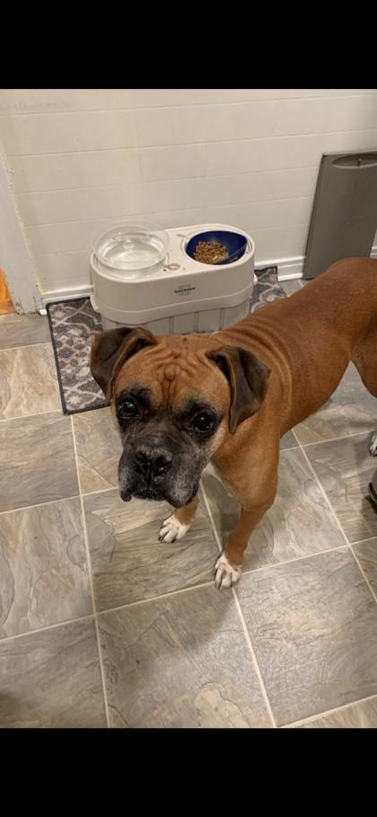 Duke, Adoptable, Senior Male Boxer & Mixed Breed.