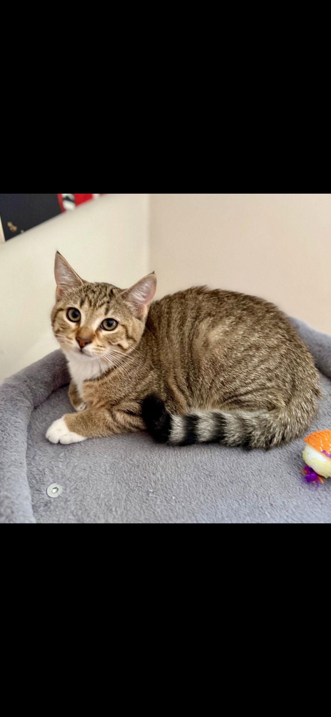 Blondie, Adoptable, Kitten Female Domestic Short Hair.