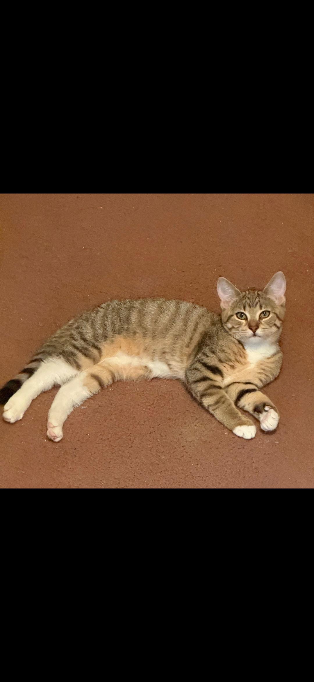 Blondie, a Adoptable Domestic Short Hair in Harrisburg, PA image 2/2