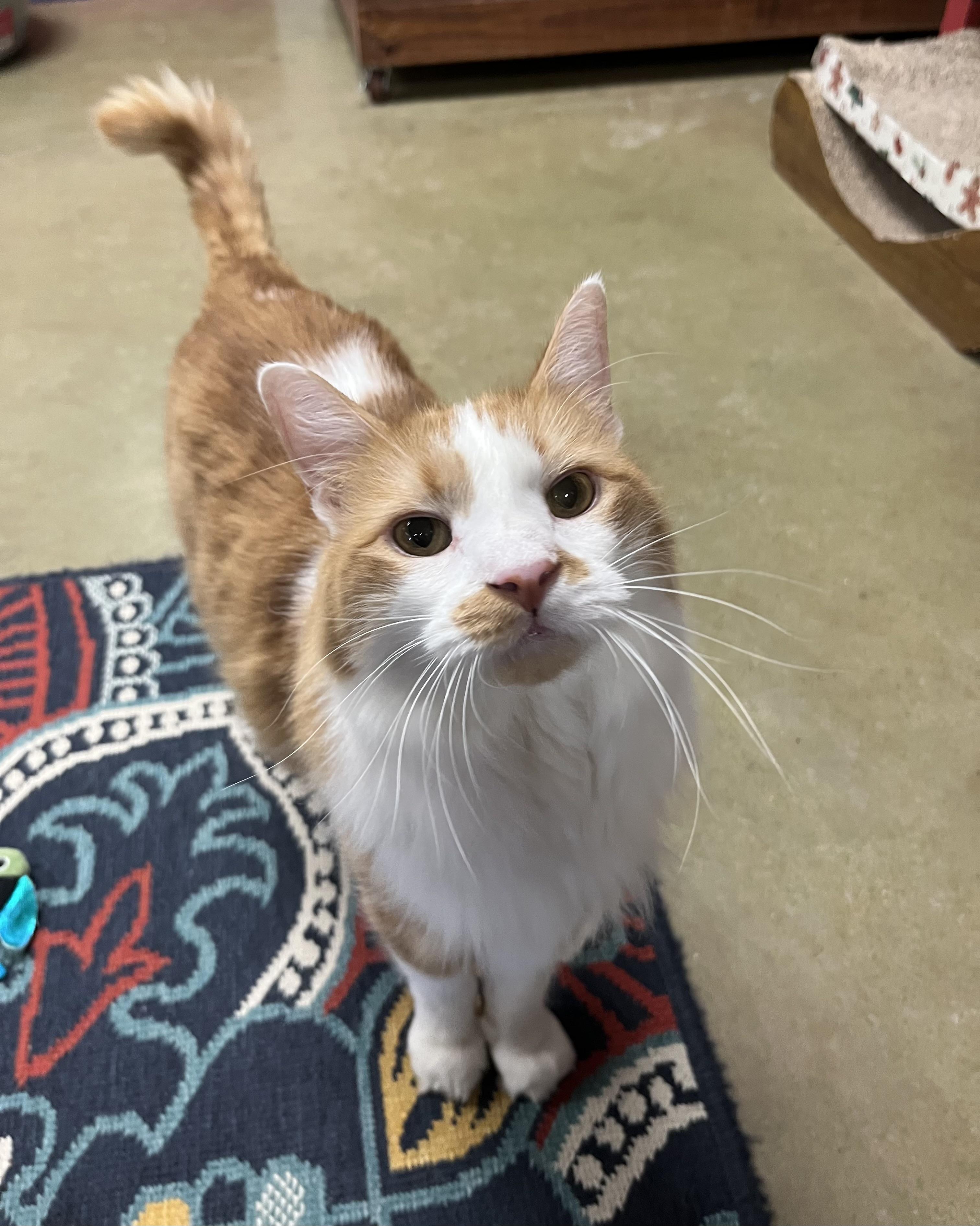 Enlarge Lyon, a Adoptable mixed breed in Hillsboro, TX image 3/6