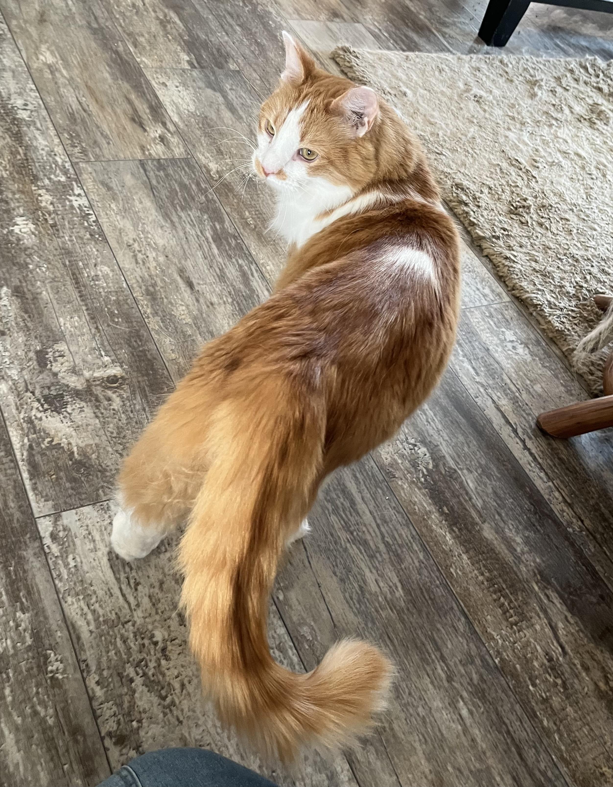 Enlarge Lyon, a Adoptable mixed breed in Hillsboro, TX image 4/4