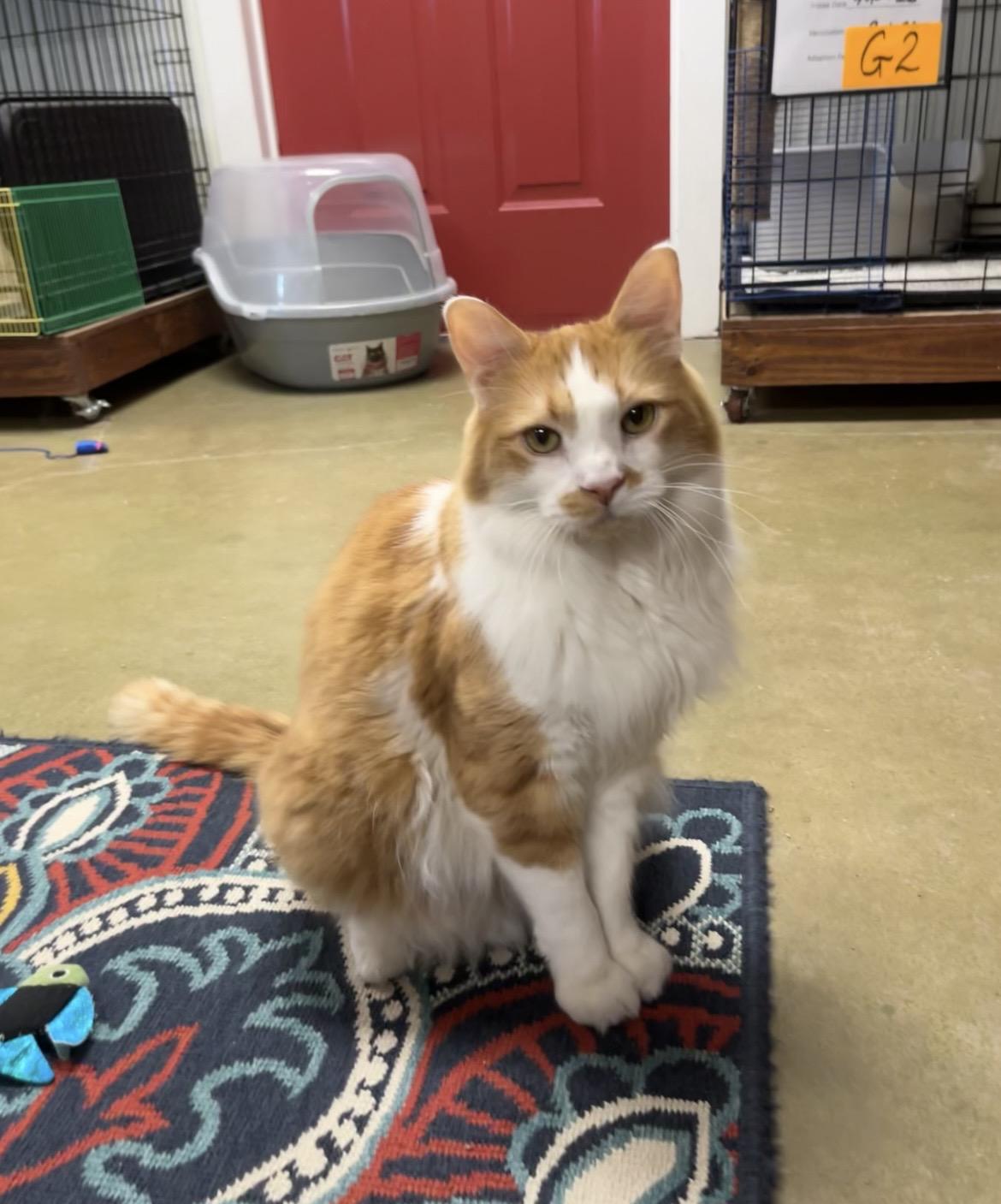 Lyon, Adoptable, Adult Male Maine Coon & Domestic Long Hair.