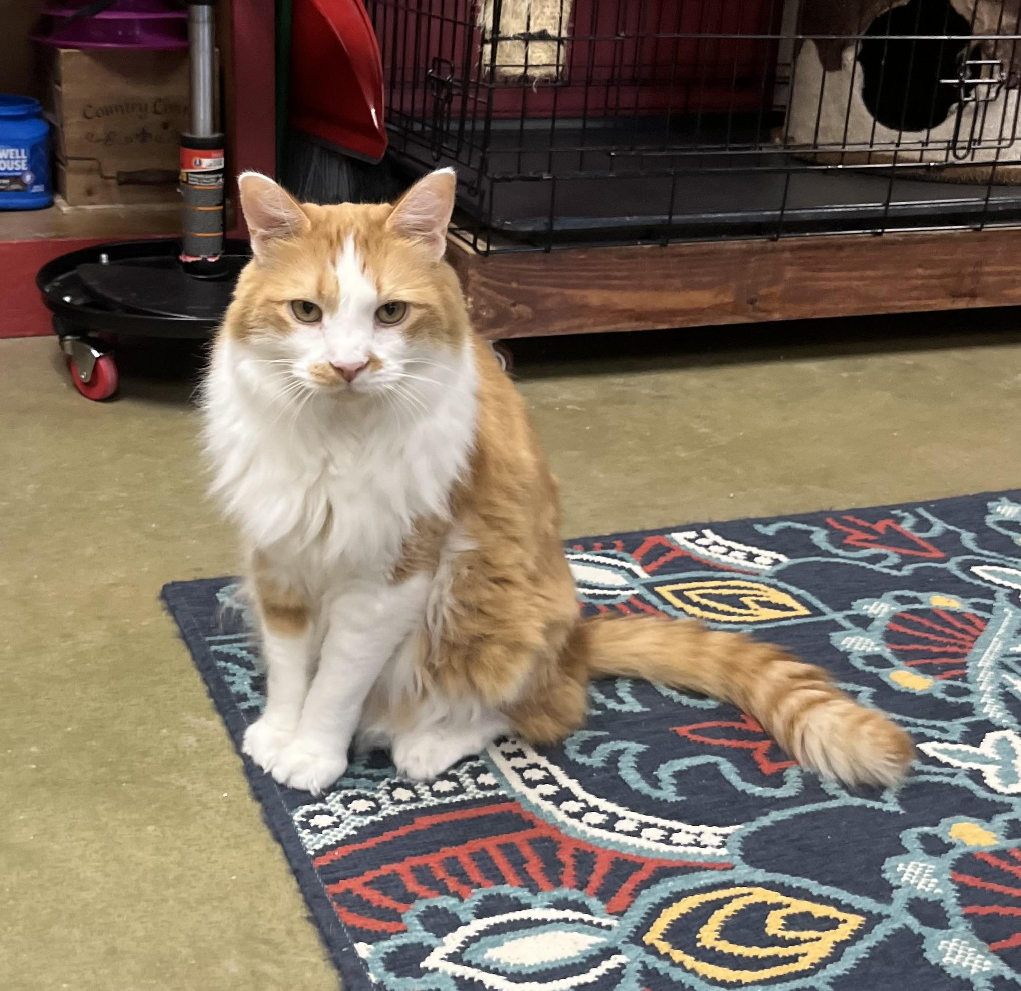 Enlarge Lyon, a Adoptable mixed breed in Hillsboro, TX image 2/6