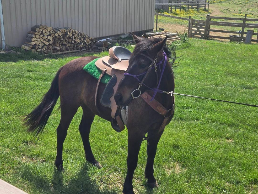 Enlarge Nero, a Adoptable mixed breed in Leitchfield , KY image 3/3