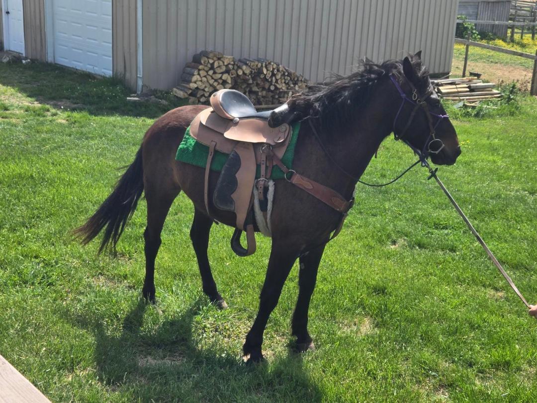 Nero, Adoptable, Adult Male Friesian & Belgian.