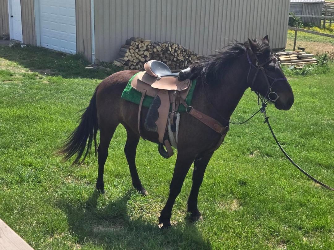 Enlarge Nero, a Adoptable mixed breed in Leitchfield , KY image 2/3