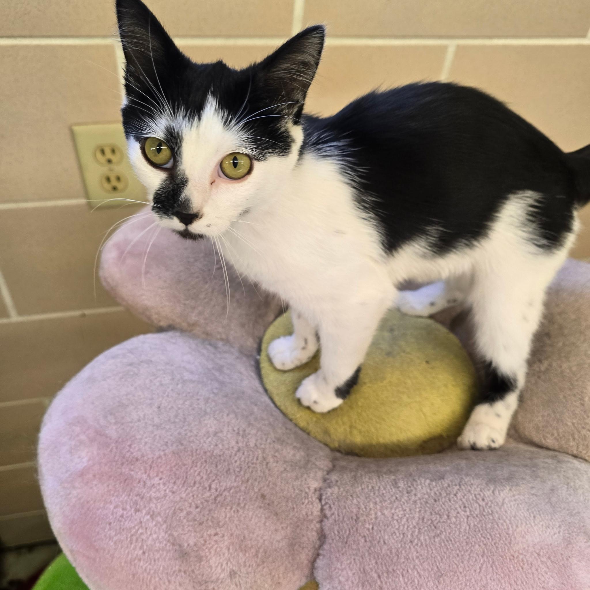 Enlarge Josie, a Adoptable Domestic Short Hair in Hartville, OH image 1/1