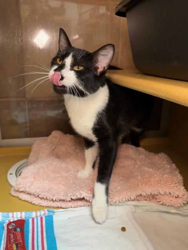 Botany, Adoptable, Adult Female Domestic Short Hair.