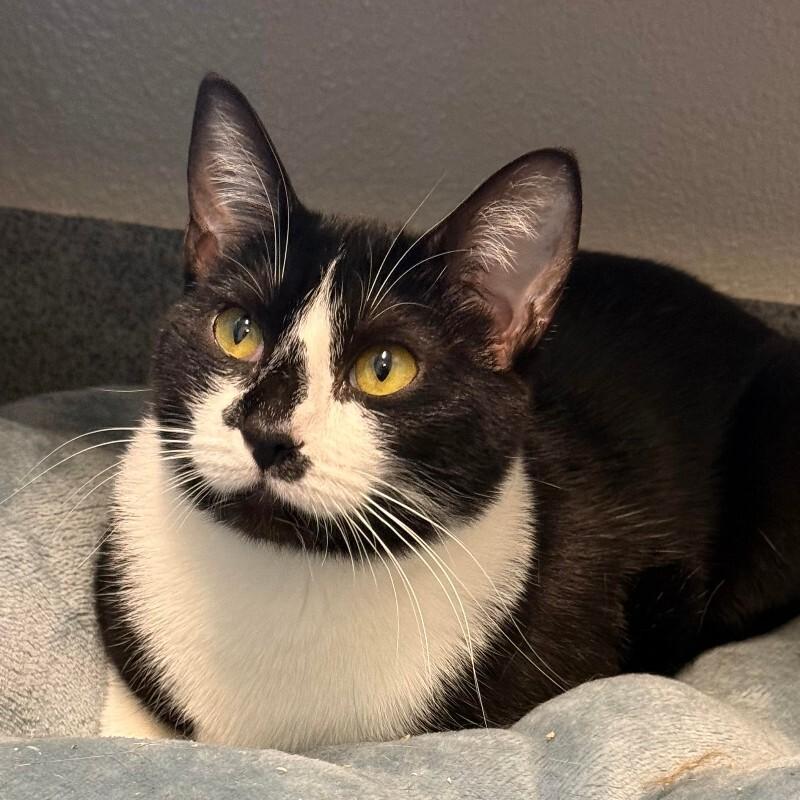 Botany, a Adoptable Domestic Short Hair in Fort Collins, CO image 2/6
