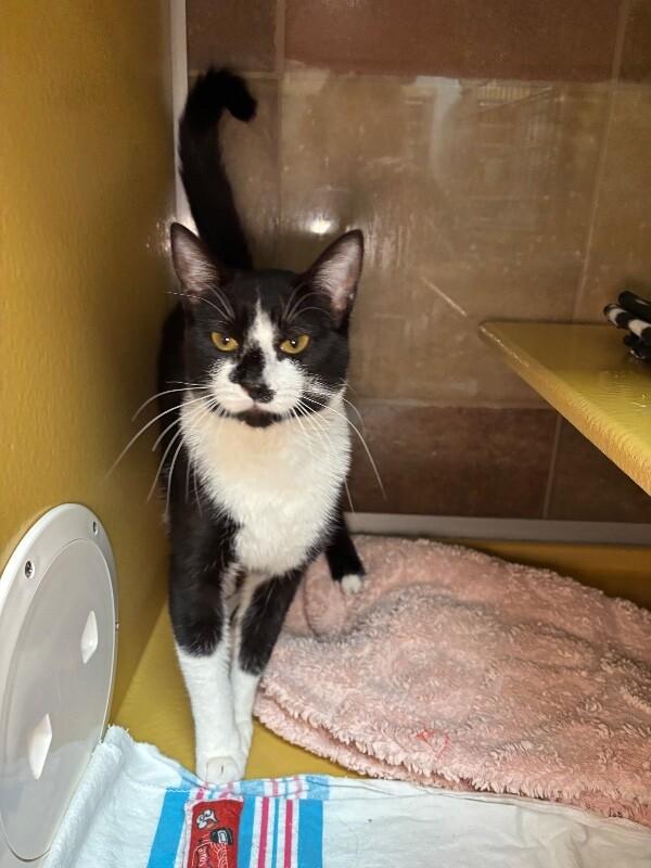 Botany, a Adoptable Domestic Short Hair in Fort Collins, CO image 3/6