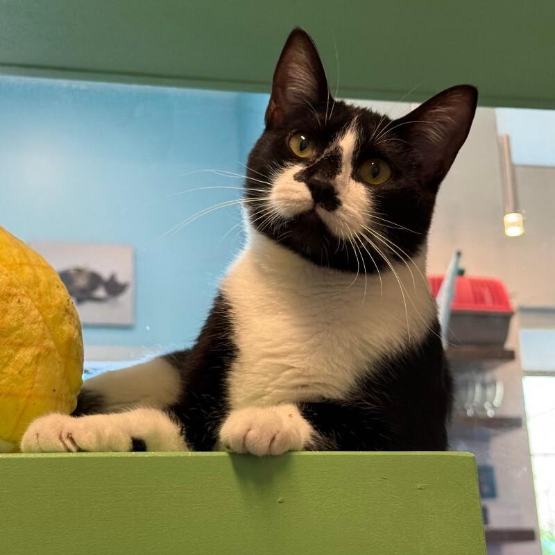 Botany, a Adoptable Domestic Short Hair in Fort Collins, CO image 4/6