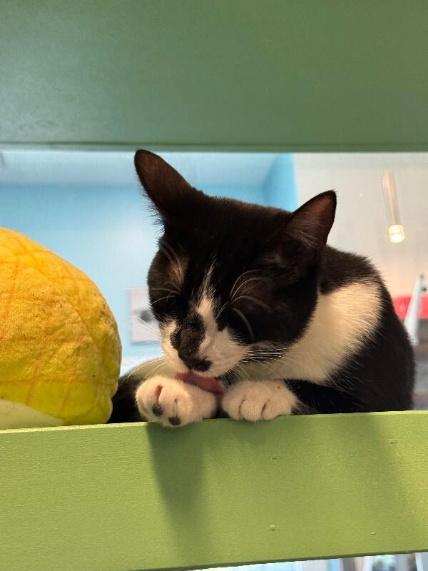 Botany, a Adoptable Domestic Short Hair in Fort Collins, CO image 5/6