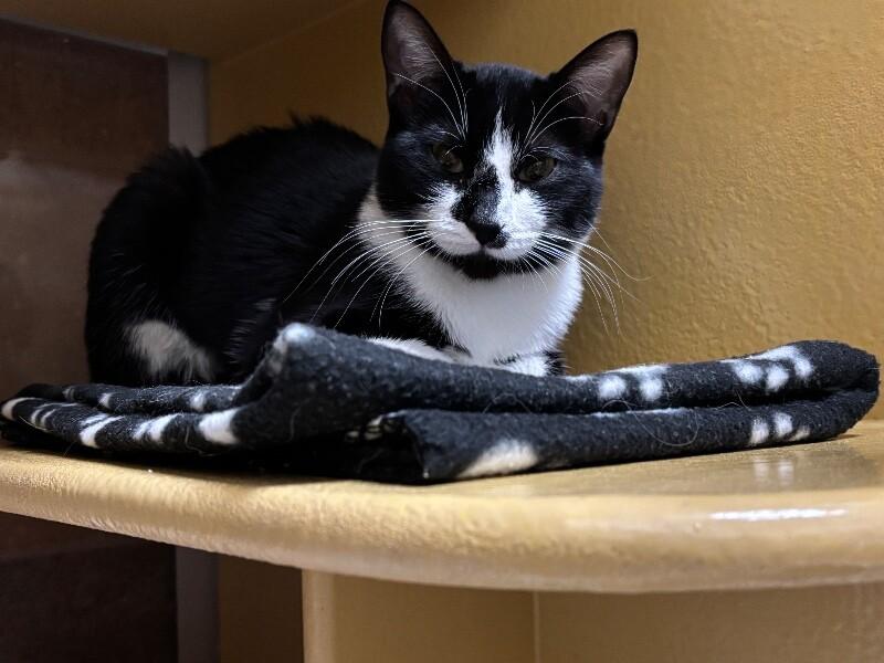 Botany, a Adoptable Domestic Short Hair in Fort Collins, CO image 6/6