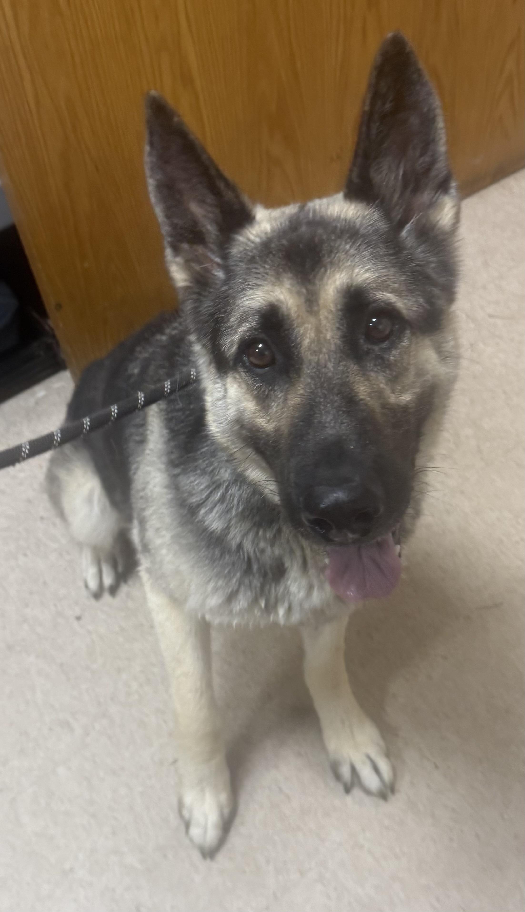 Smurfy AVAILABLE, a ADOPTABLE German Shepherd Dog in Canton, OH image 3/4
