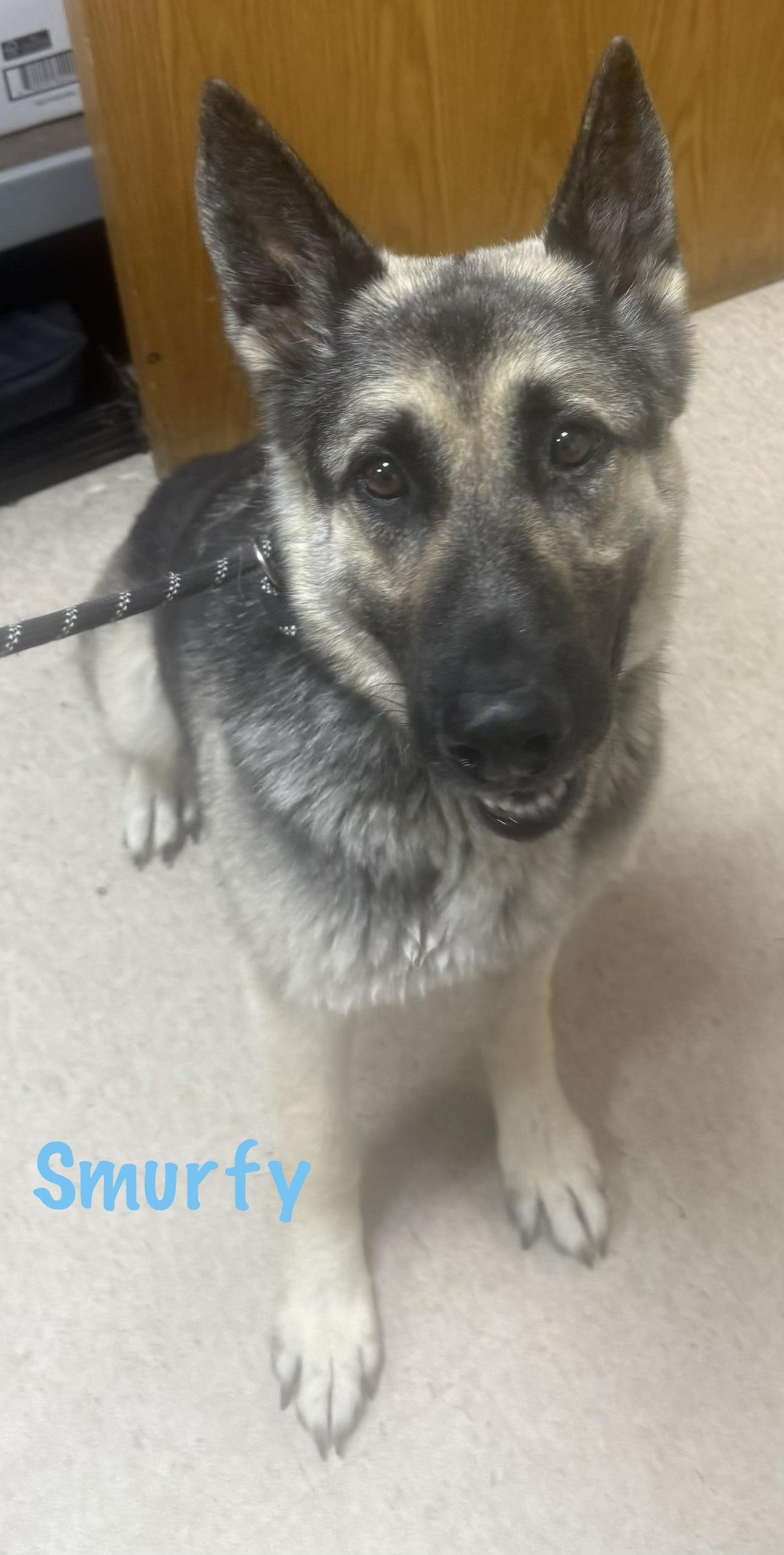 Smurfy AVAILABLE, a ADOPTABLE German Shepherd Dog in Canton, OH image 2/4