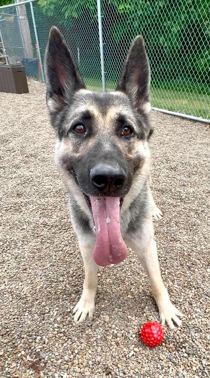 Smurfy AVAILABLE, ADOPTABLE, Adult Male German Shepherd Dog.