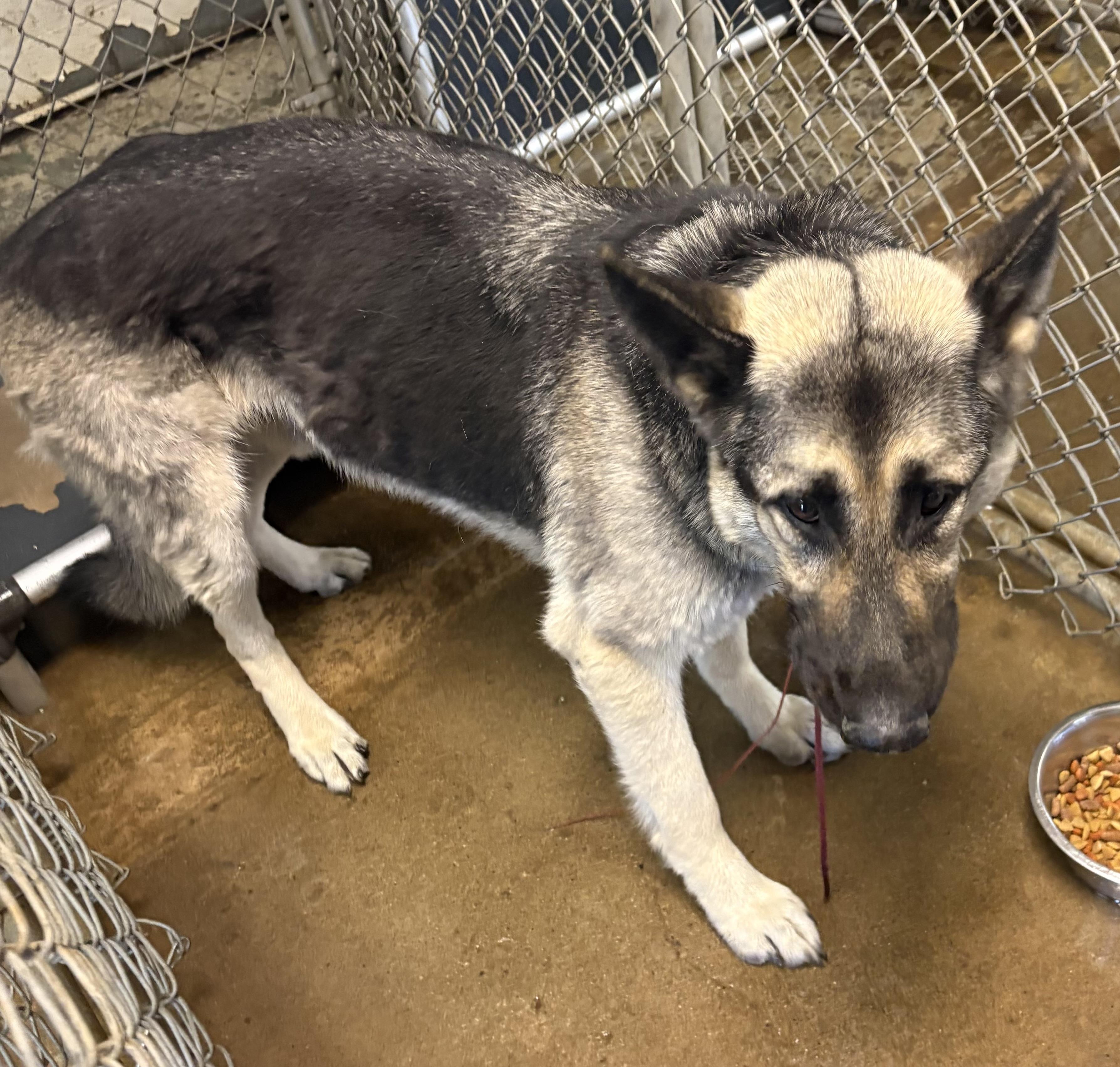 Smurfy AVAILABLE, a ADOPTABLE German Shepherd Dog in Canton, OH image 4/4