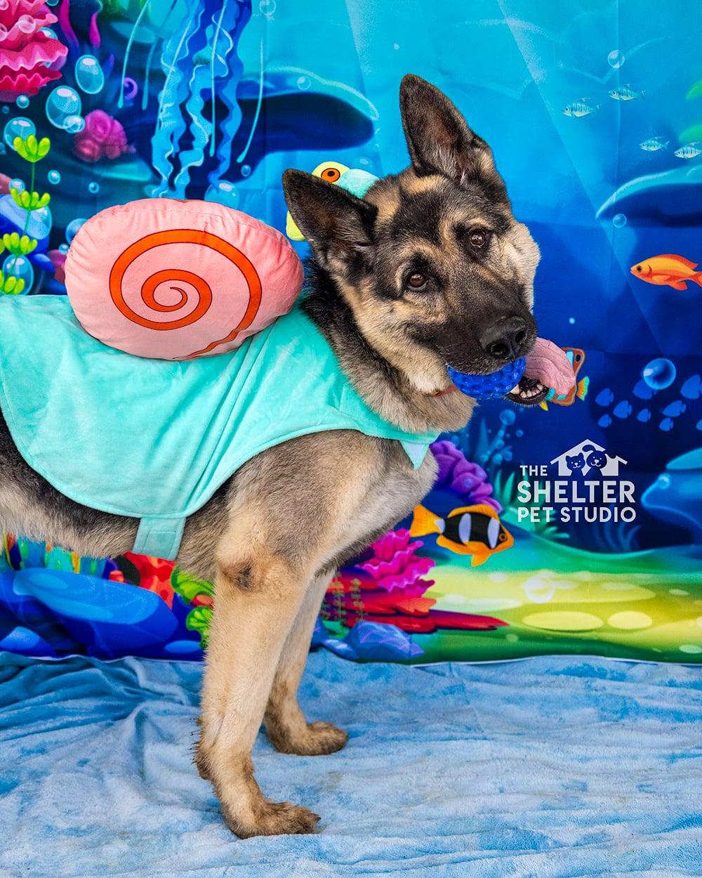Smurfy AVAILABLE, a ADOPTABLE German Shepherd Dog in Canton, OH image 1/5