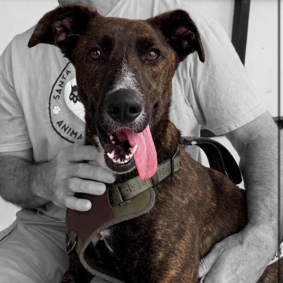 Schnitzel, Adoptable, Adult Female Mixed Breed.