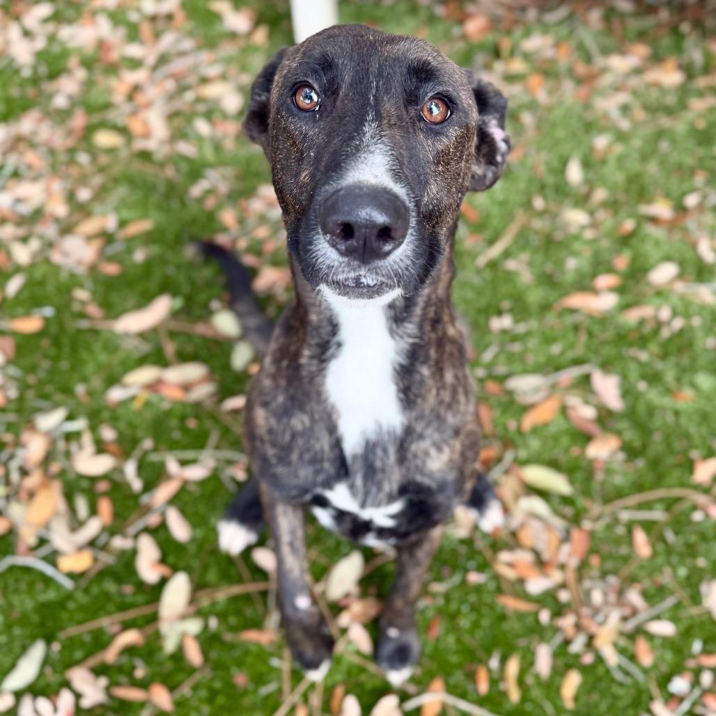 Schnitzel, Adoptable, Adult Female Mixed Breed.