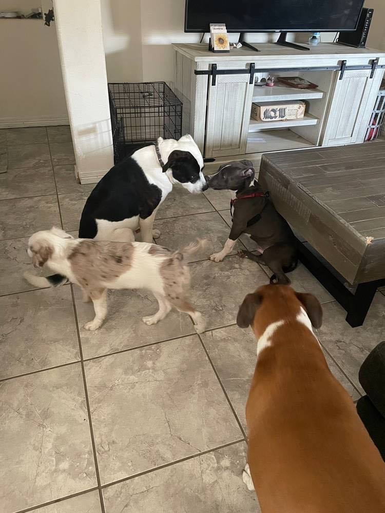 Enlarge Blu, a Adoptable Pit Bull Terrier in Denver, CO image 3/5