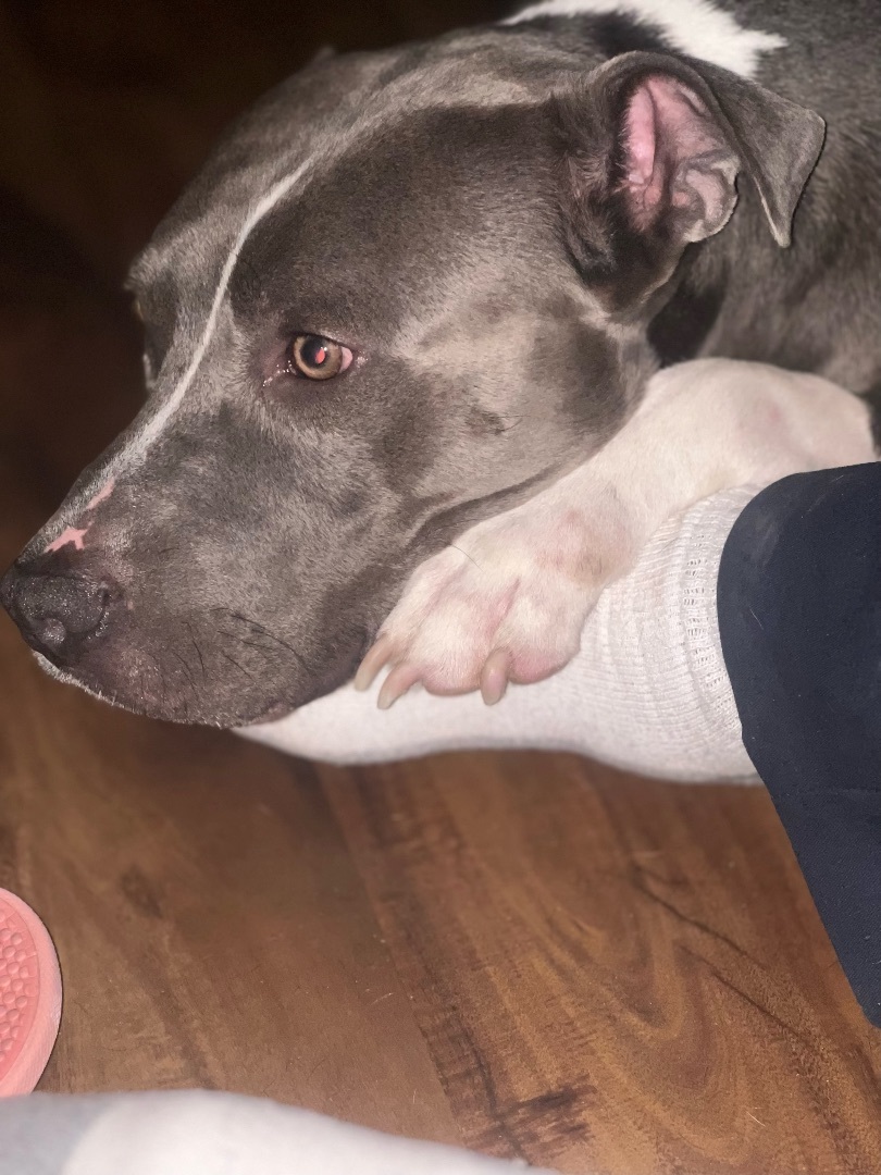 Enlarge Blu, a Adoptable Pit Bull Terrier in Denver, CO image 4/5