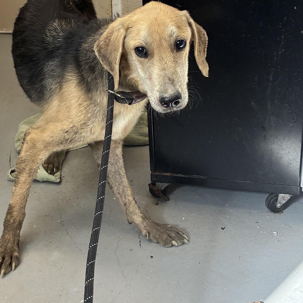 Enlarge Ajaxx, a Adoptable mixed breed in Troy, VA image 3/6