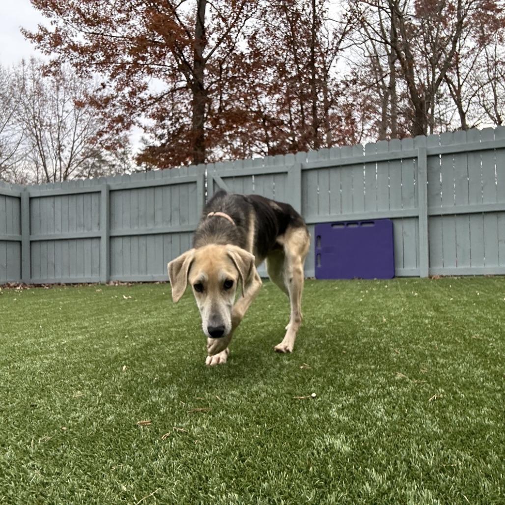 Enlarge Ajaxx, a Adoptable mixed breed in Troy, VA image 4/6