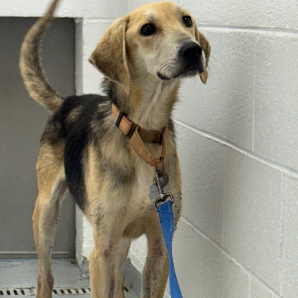 Enlarge Ajaxx, a Adoptable mixed breed in Troy, VA image 6/6