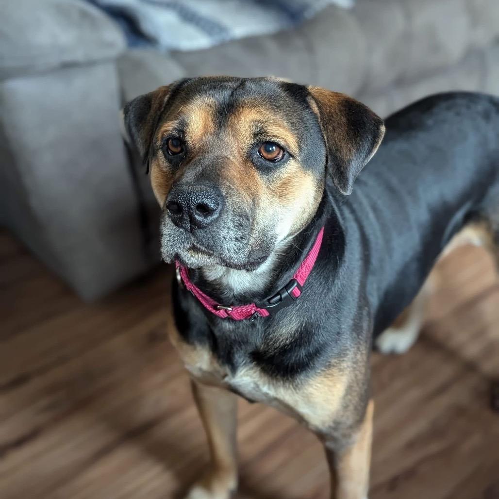 Bashful, Adoptable, Adult Female Black Mouth Cur & Mixed Breed.