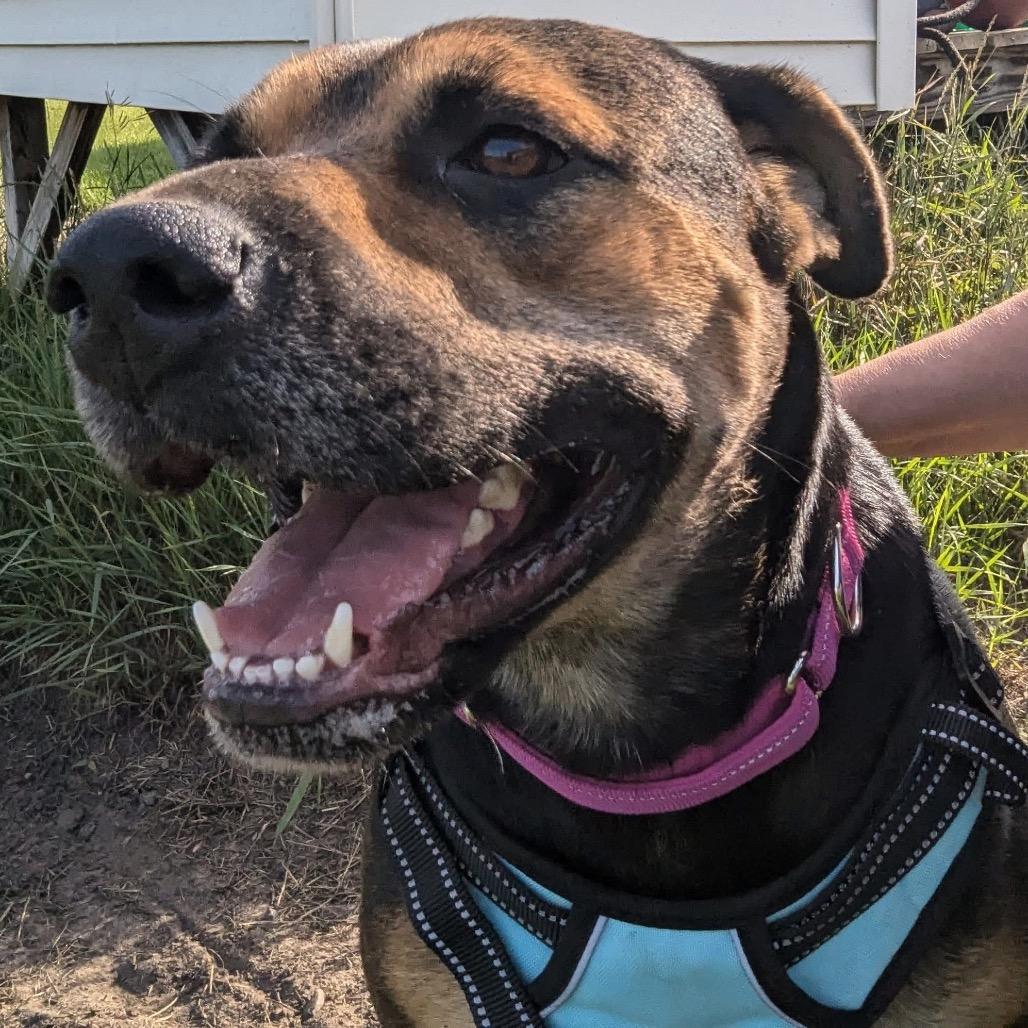 Enlarge Bashful, a Adoptable mixed breed in Tomah, WI image 2/4