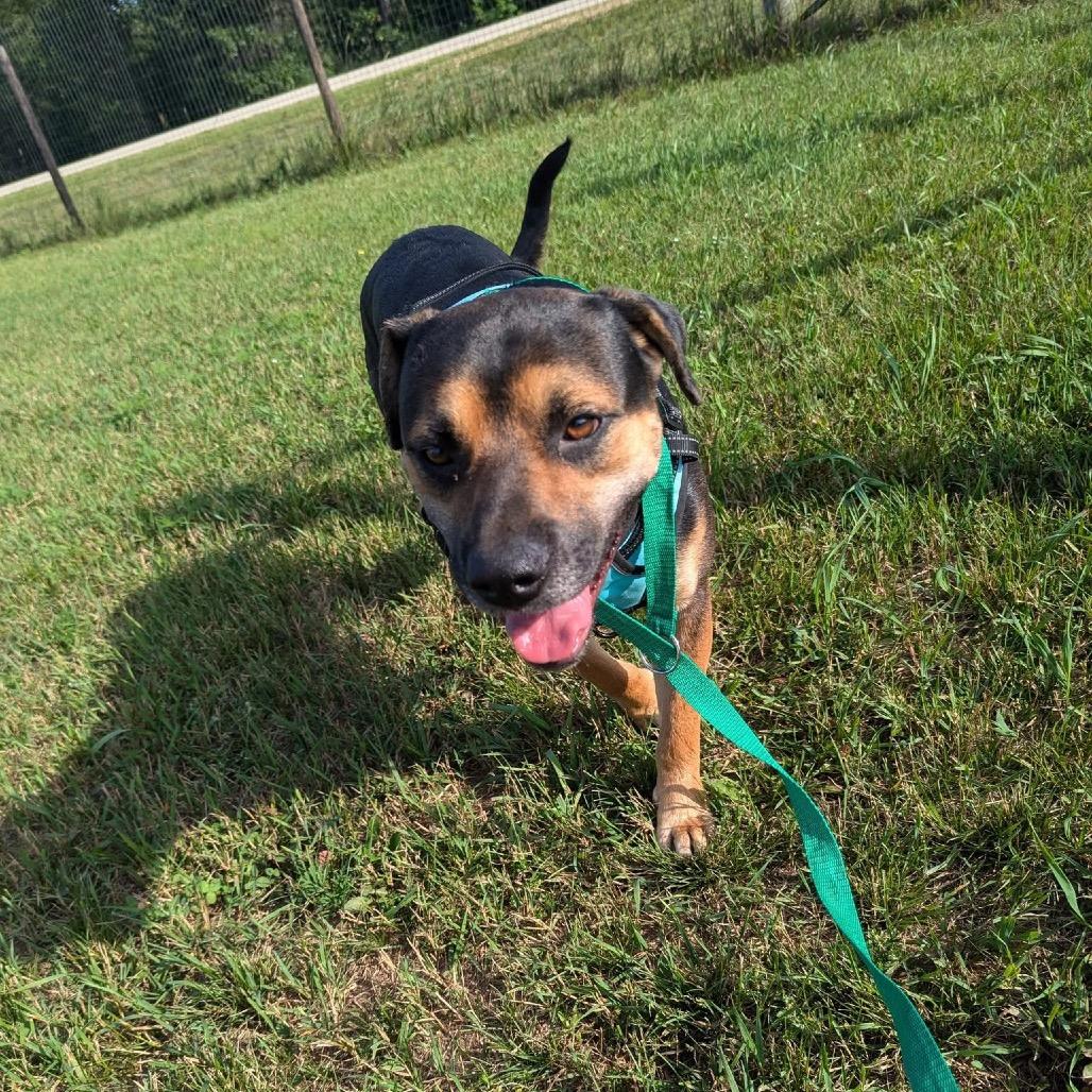 Enlarge Bashful, a Adoptable mixed breed in Tomah, WI image 3/4