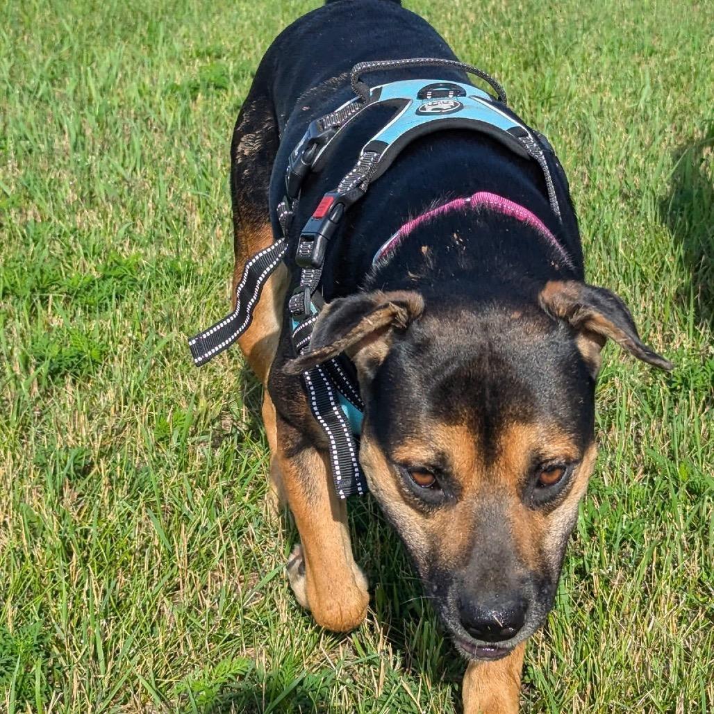 Enlarge Bashful, a Adoptable mixed breed in Tomah, WI image 4/4