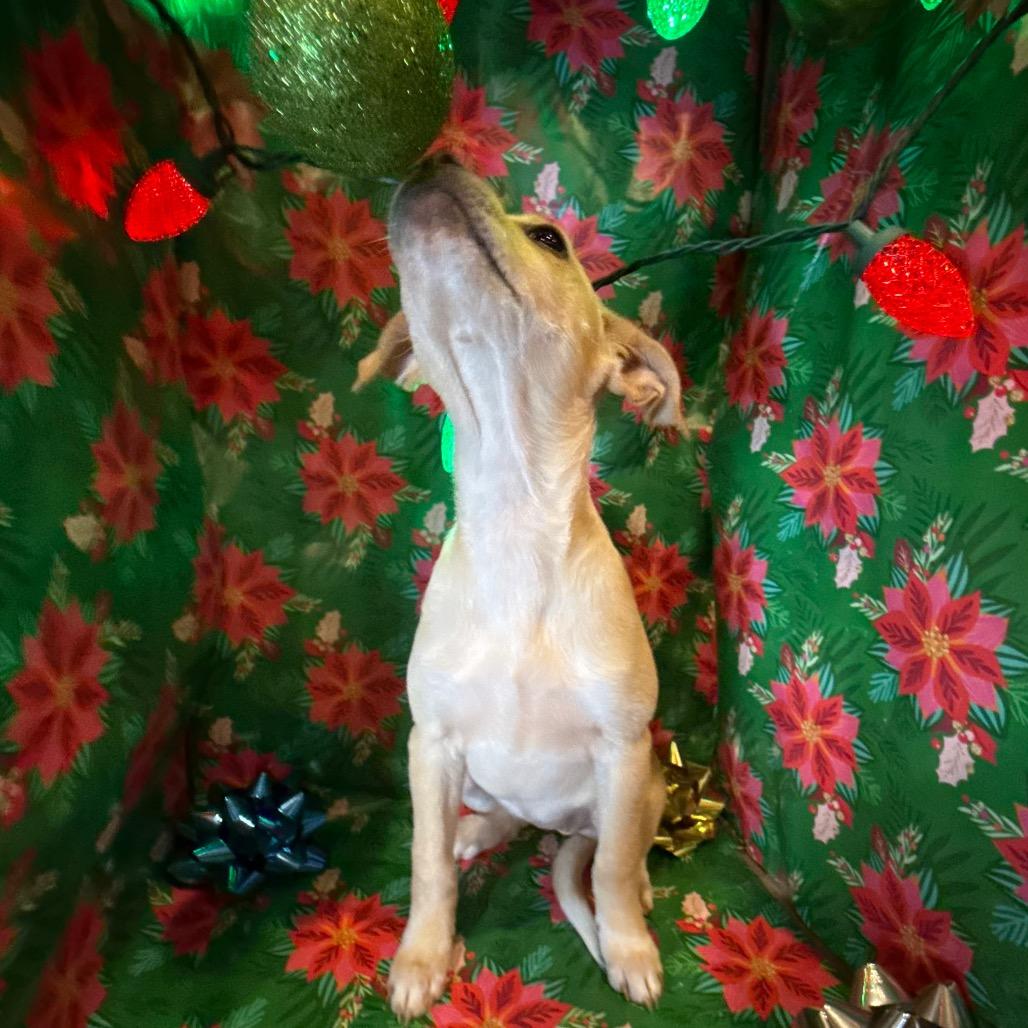 Andie, a Adoptable mixed breed in Farmington, CT image 1/4