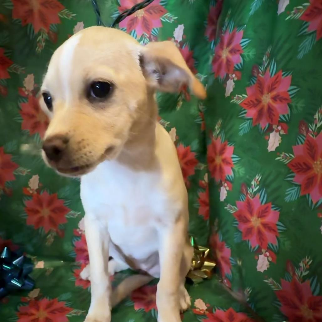 Andie, a Adoptable mixed breed in Farmington, CT image 2/4