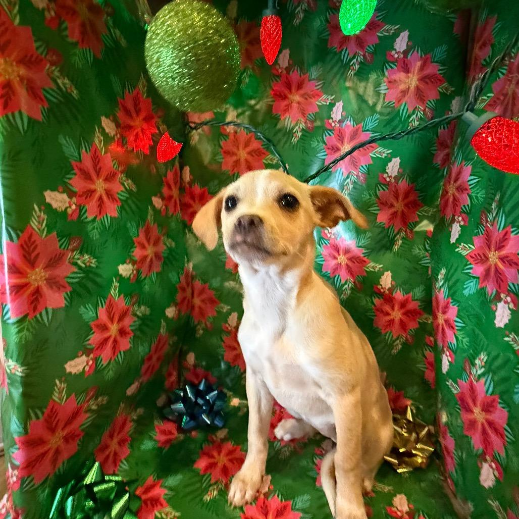 Andie, a Adoptable mixed breed in Farmington, CT image 3/4