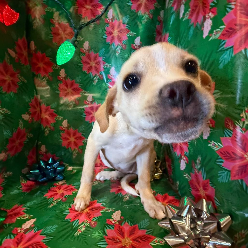 Andie, a Adoptable mixed breed in Farmington, CT image 4/4