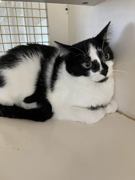 Carla, Adoptable, Adult Female Domestic Short Hair & Tuxedo.