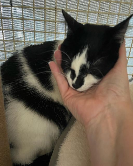 Carla, a Adoptable mixed breed in Omaha, NE image 2/10