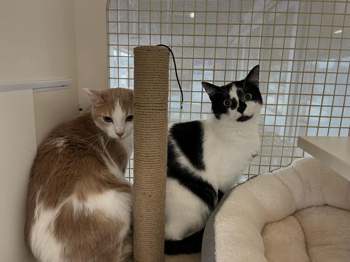 Carla, a Adoptable mixed breed in Omaha, NE image 3/10