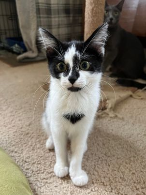 Carla, a Adoptable mixed breed in Omaha, NE image 4/10