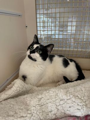 Carla, a Adoptable mixed breed in Omaha, NE image 5/10