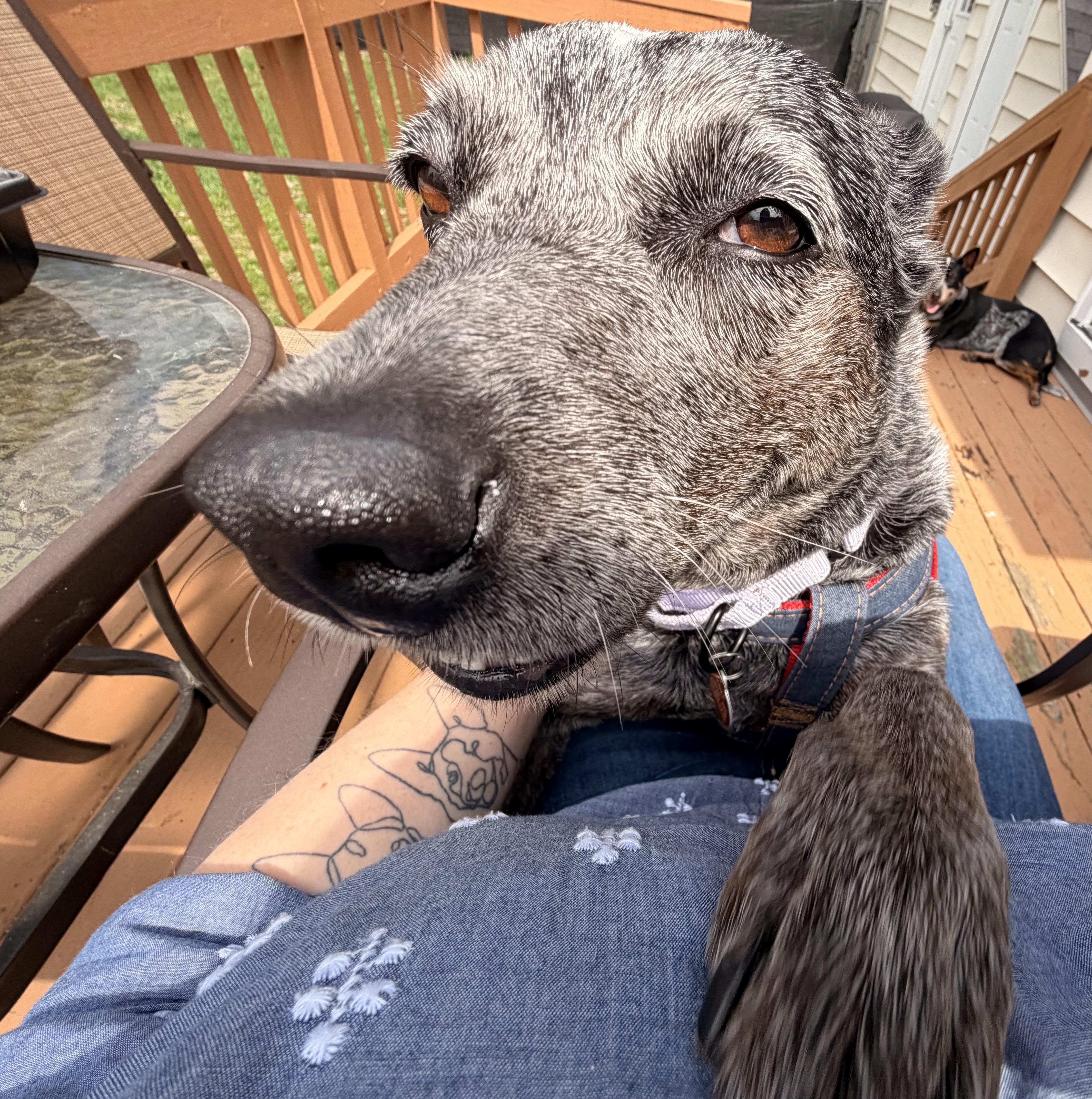 Lyla, a ADOPTABLE Australian Cattle Dog / Blue Heeler in Rome, NY image 6/6