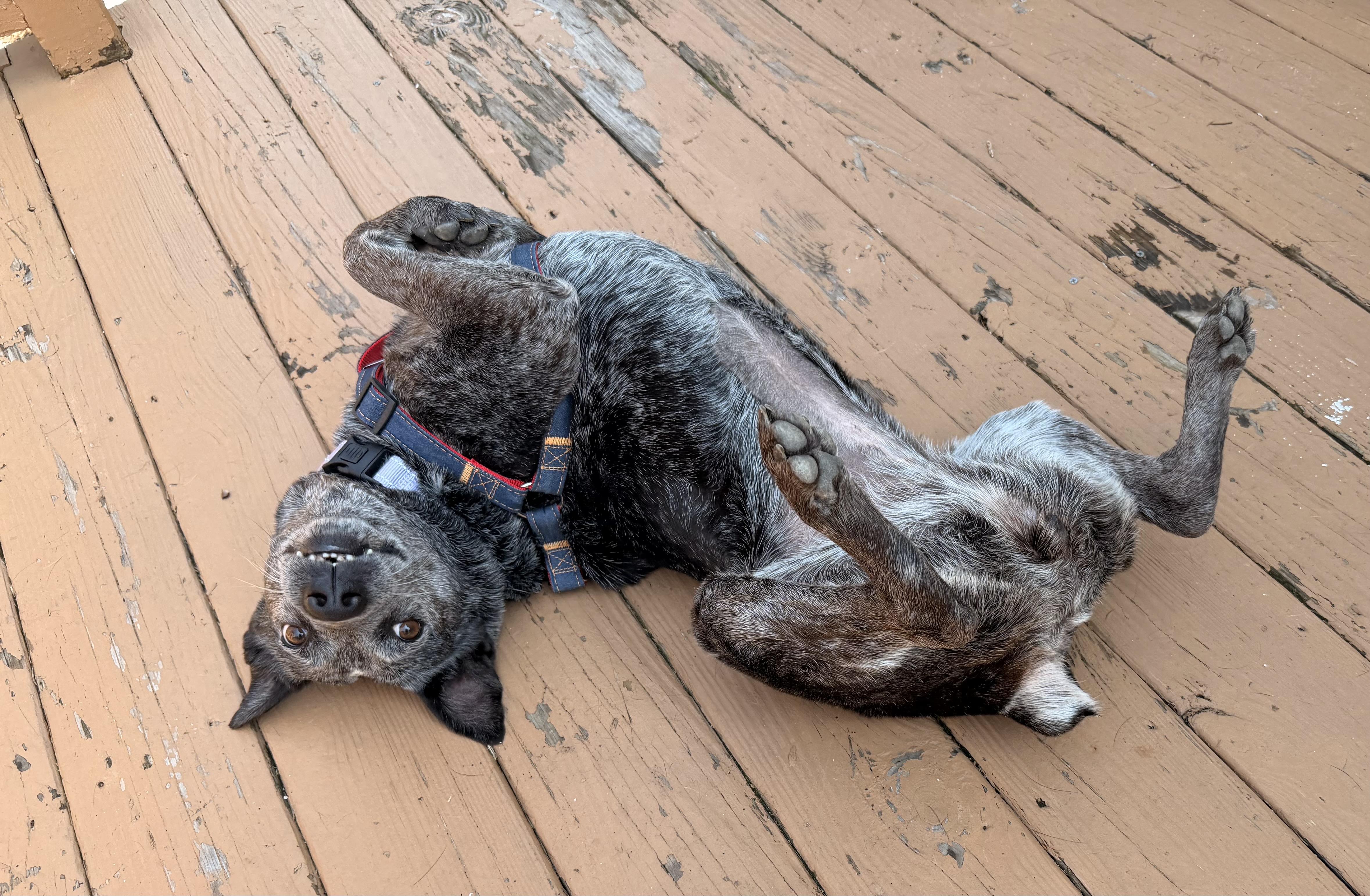 Lyla, a ADOPTABLE Australian Cattle Dog / Blue Heeler in Rome, NY image 4/6